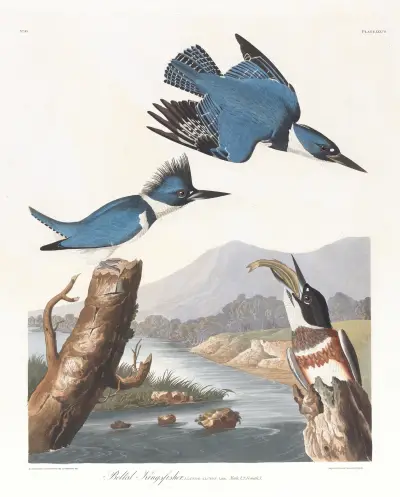 Gürtelfischer von John James Audubon