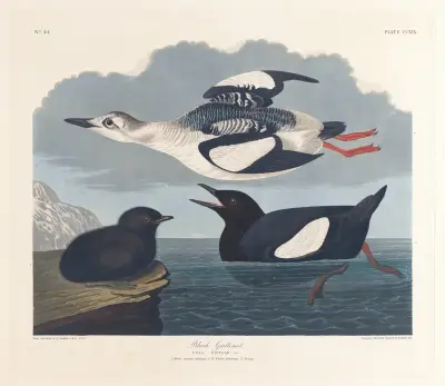 Black guillemot av John James Audubon