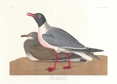 Black-headed gull av John James Audubon