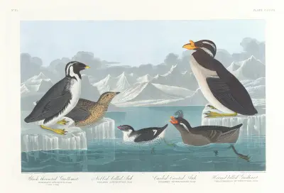 Black-throated guillemot. Nobbed-billed auk. Curled-crested auk. Horned-billed guillemot av John James Audubon