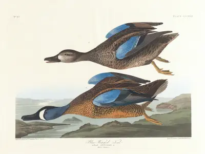 Blue-winged teal av John James Audubon