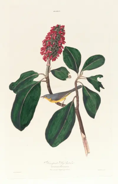 Bonaparte fly catcher av John James Audubon