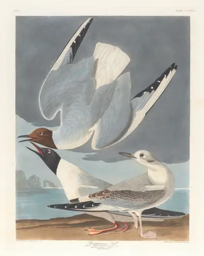Bonapartian gull av John James Audubon
