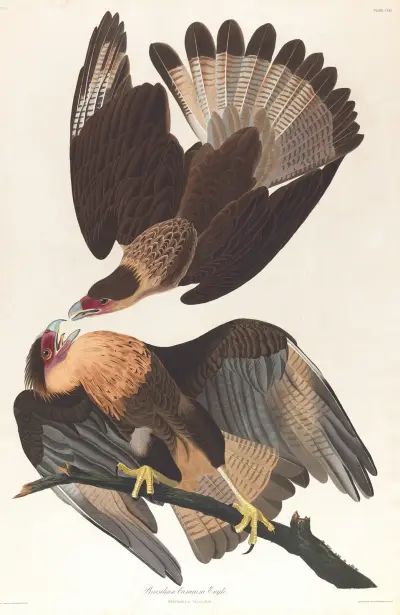 Brasilian caracara eagle av John James Audubon