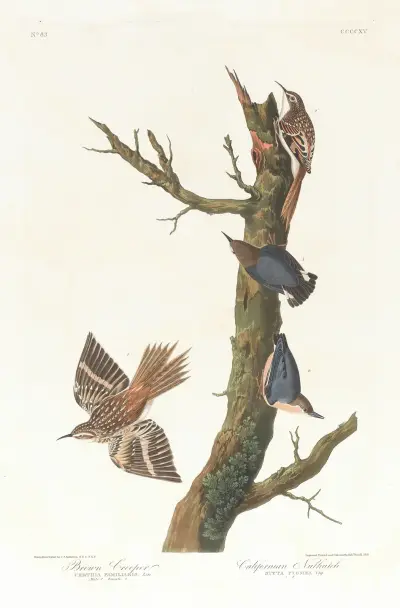 Brown creeper. Californian nuthatch av John James Audubon
