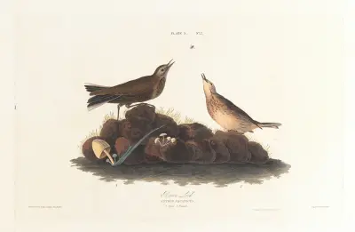 Brown lark av John James Audubon