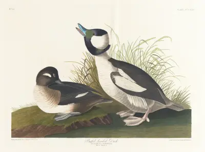 Buffet-headed duck av John James Audubon