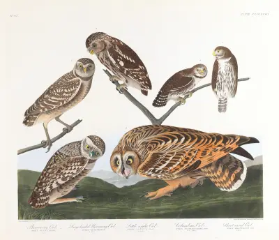 Burrowing owl. Large-headed burrowing owl. Little night owl. Columbian owl. Short-eared owl av John James Audubon