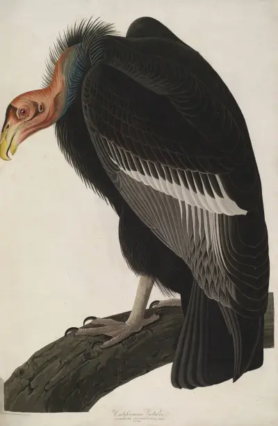 California Vulture av John James Audubon