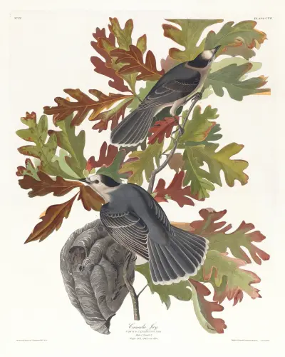 Canada jay av John James Audubon