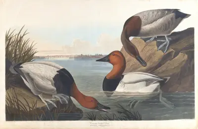Canvas backed duck av John James Audubon