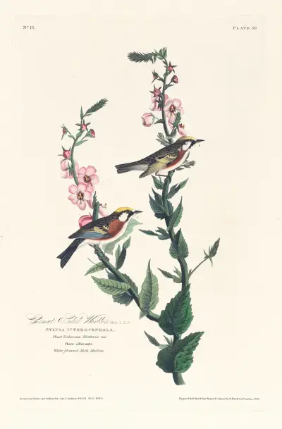 Chestnut sided warbler av John James Audubon