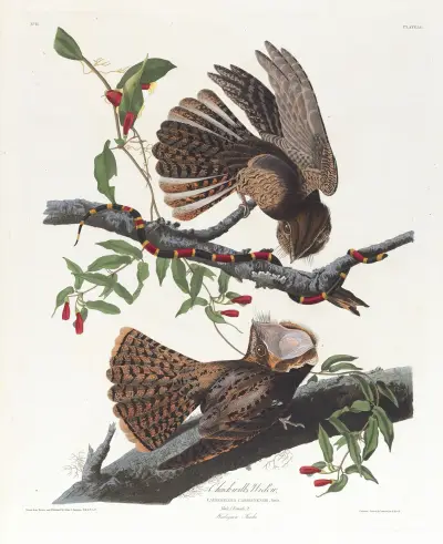 Chuck will’s widow av John James Audubon