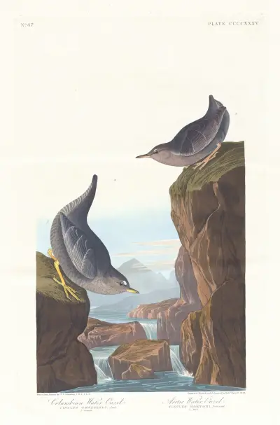 Columbian water ouzel av John James Audubon