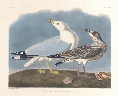 Common gull av John James Audubon