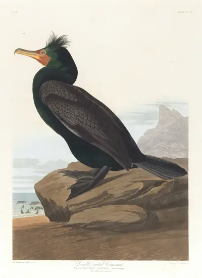 Double-crested cormorant av John James Audubon