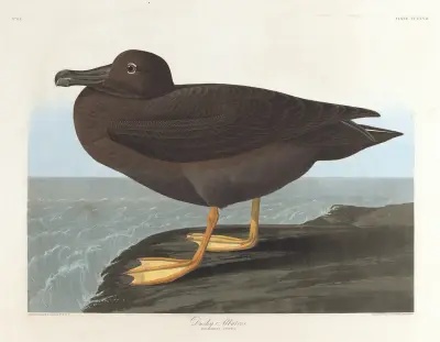Dusky albatros av John James Audubon