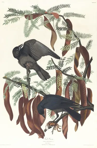 Fish crow av John James Audubon