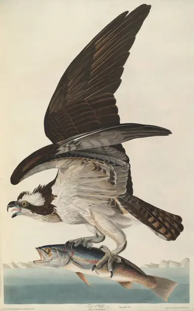 Fish Hawk av John James Audubon