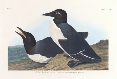 Foolish guillemot av John James Audubon