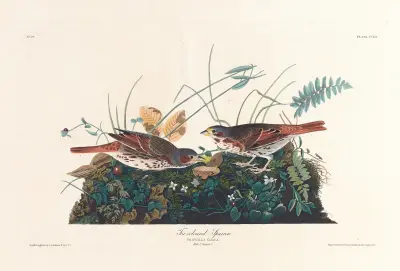 Fox-coloured sparrow av John James Audubon