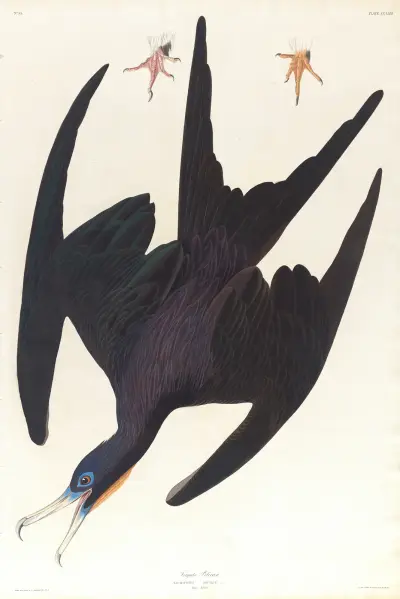 Frigate pelican av John James Audubon