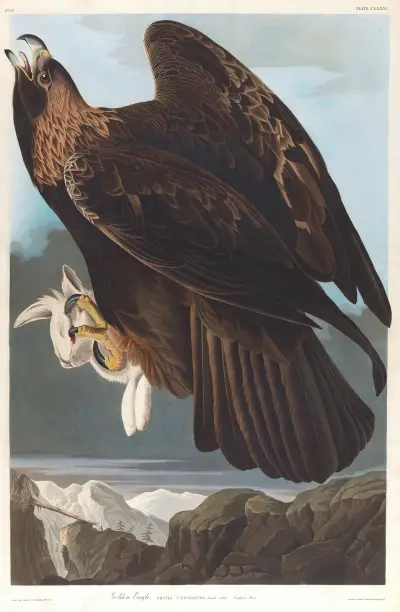 Golden eagle av John James Audubon