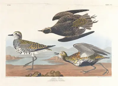 Golden plover av John James Audubon