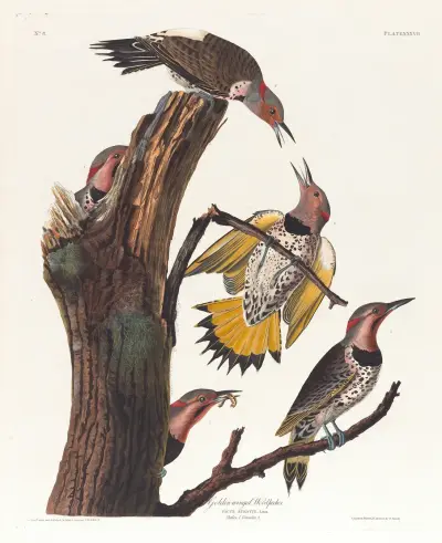 Golden-winged woodpecker von John James Audubon