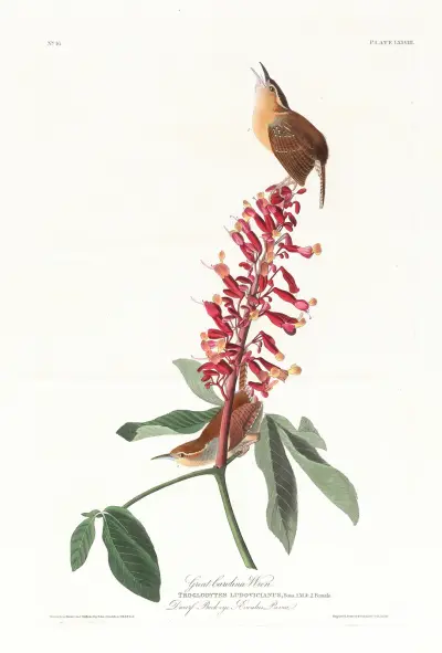 Great Carolina wren av John James Audubon