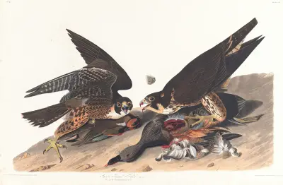 Great footed hawk, 1827 – nr 1 av John James Audubon