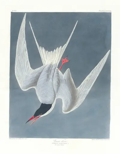 Större tärna av John James Audubon