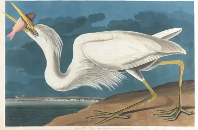 Great white heron av John James Audubon