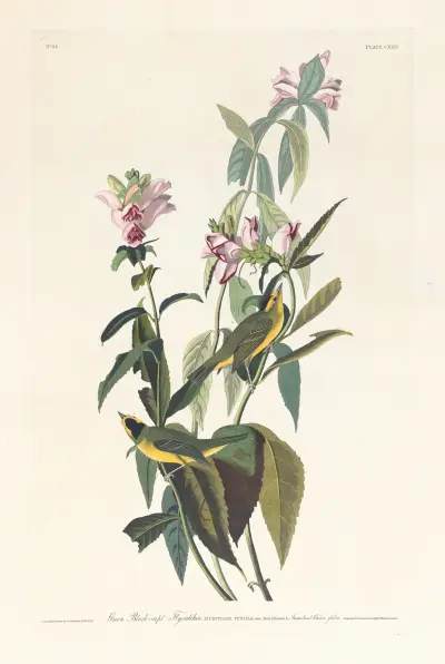 Green black-capt flycatcher av John James Audubon