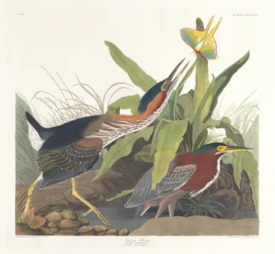 Green heron av John James Audubon