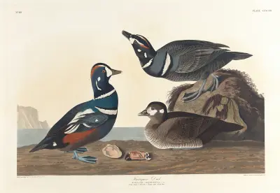 Harlequin duck av John James Audubon