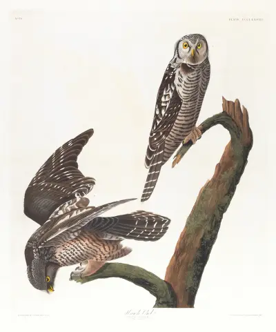 Hawk owl av John James Audubon