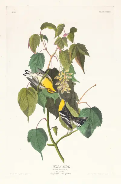 Hemlock warbler av John James Audubon