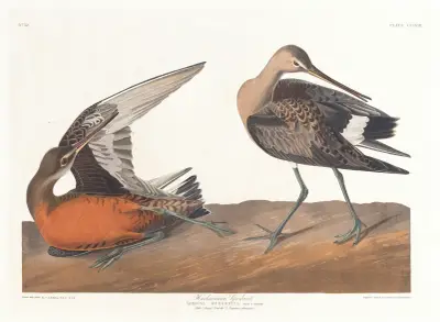 Słonka hudsońska, John James Audubon