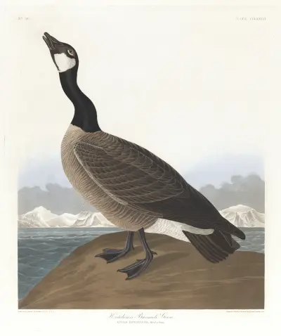 Hutchins’s barnacle goose von John James Audubon