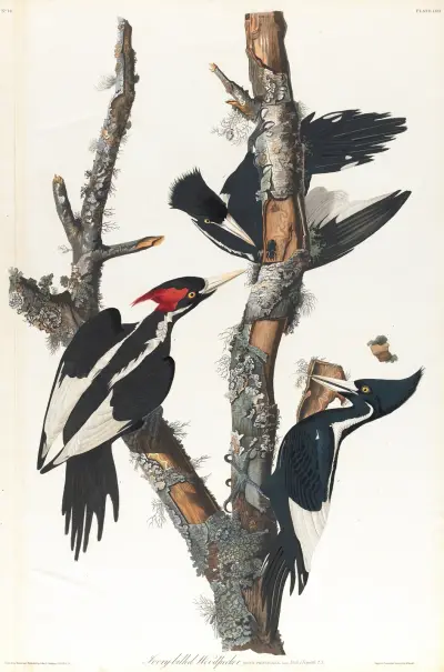 Ivory-billed woodpecker, 1827 – nr 1 av John James Audubon