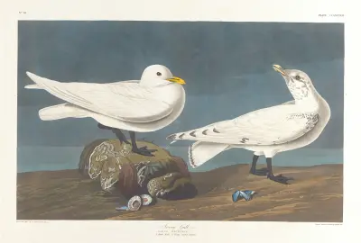 Ivory gull av John James Audubon