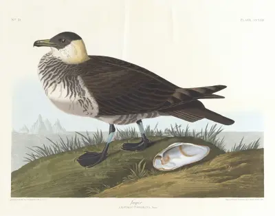Jager av John James Audubon
