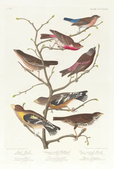 Lazuli finch. Crimson-necked bull finch. Grey-crowned linnet. Cow-pen bird. Evening grosbeak. Brown longspur av John James Audubon