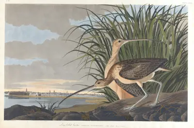 Long-billed curlew av John James Audubon