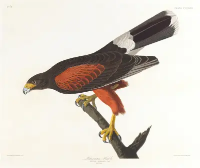 Louisiana hawk von John James Audubon