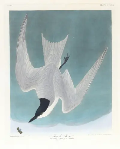 Kärrtärna av John James Audubon