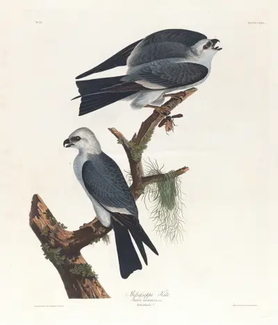 Mississippiglada von John James Audubon