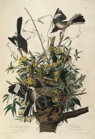 Mocking Bird, Rattlesnake av John James Audubon