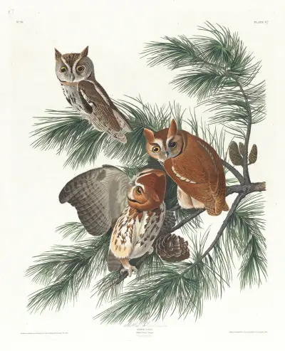 Mottled owl av John James Audubon